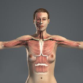 3D MAYA RIGGED Female Body, Muscular & Skeletal Systems Anatomy 3D Model